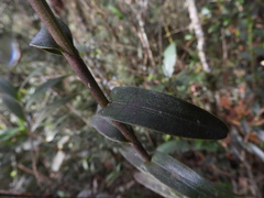 Epidendrum scytocladium
