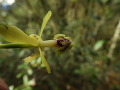 Epidendrum scytocladium