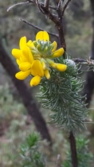 Adenocarpus decorticans