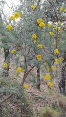 Adenocarpus decorticans