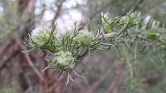 Adenocarpus decorticans