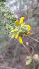 Adenocarpus decorticans