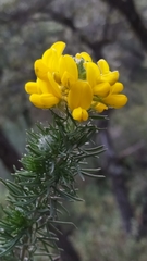 Adenocarpus decorticans