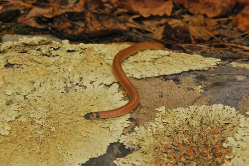 Southeastern Crowned Snake