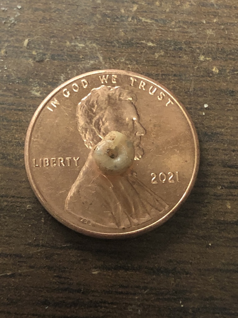 Triangular Supercoil Snail