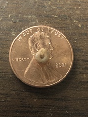 Paravitrea conecuhensis