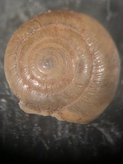 Paravitrea conecuhensis