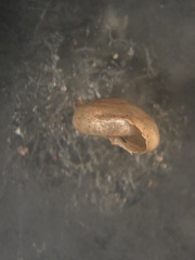 Paravitrea conecuhensis