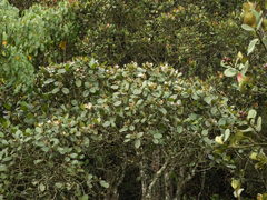 Ladenbergia macrocarpa