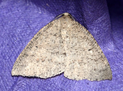 Drepanulatrix secundaria