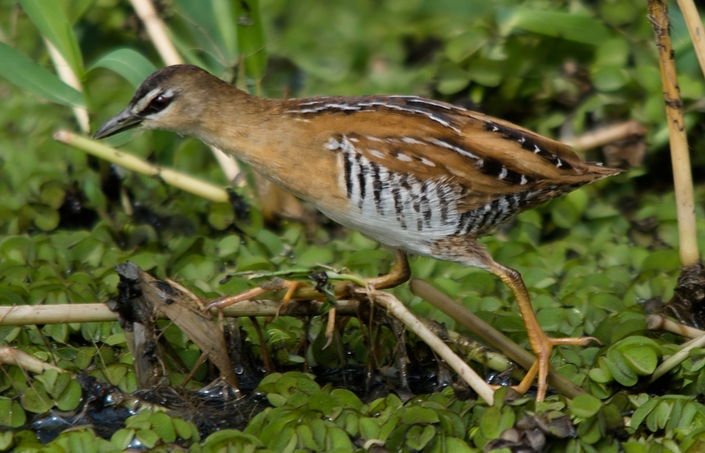 Polluela Pálida, Laterallus flaviventer