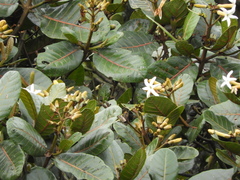 Ladenbergia macrocarpa