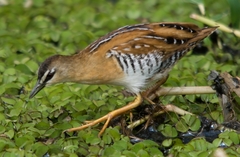 Hapalocrex flaviventer