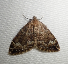 Lampropteryx suffumata