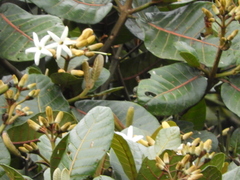 Ladenbergia macrocarpa