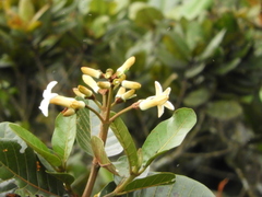 Ladenbergia macrocarpa