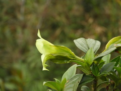 Symbolanthus pterocalyx