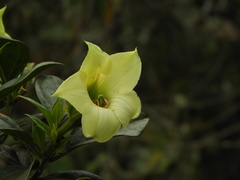 Symbolanthus pterocalyx