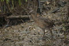 Rallus longirostris
