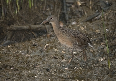 Rallus longirostris