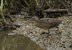 Rallus longirostris