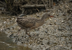 Rallus longirostris