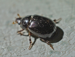 Hybosorus
