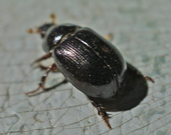 Hybosorus