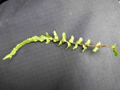 Blechnum zeelandicum
