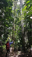 Coprosma ×cunninghamii