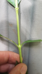 Coprosma ×cunninghamii