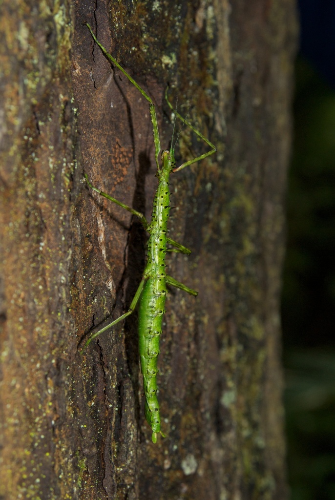 Prickly Stick Insect