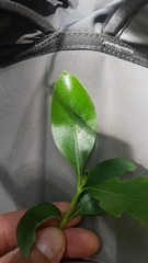 Coprosma ×cunninghamii