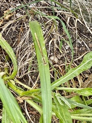 Platycnemis