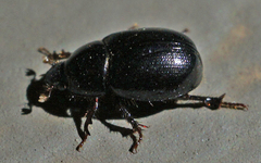 Hybosorus illigeri