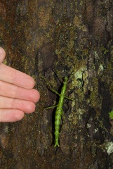 Acanthoxyla geisovii