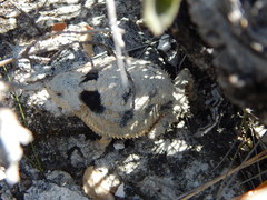 Phrynosoma braconnieri