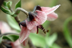 Fritillaria gibbosa
