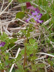 Corydalis incisa