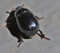 Hybosorus illigeri