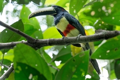 Pteroglossus aracari
