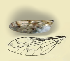 Hallidia plumipilosa