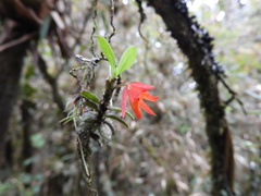 Fernandezia