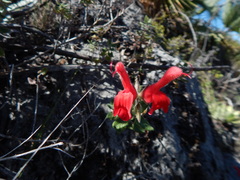 Salvia oaxacana