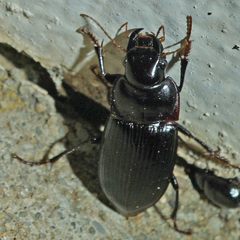 Harpalus caliginosus