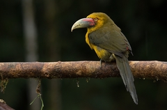 Pteroglossus bailloni