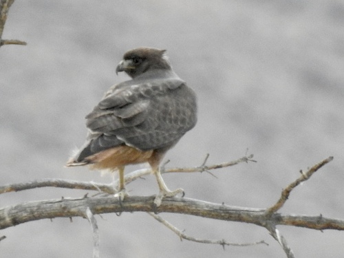 Red-tailed Hawk photographed in Nevada