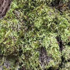 Forsstroemia trichomitria