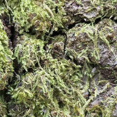 Forsstroemia trichomitria