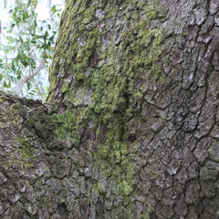 Forsstroemia trichomitria